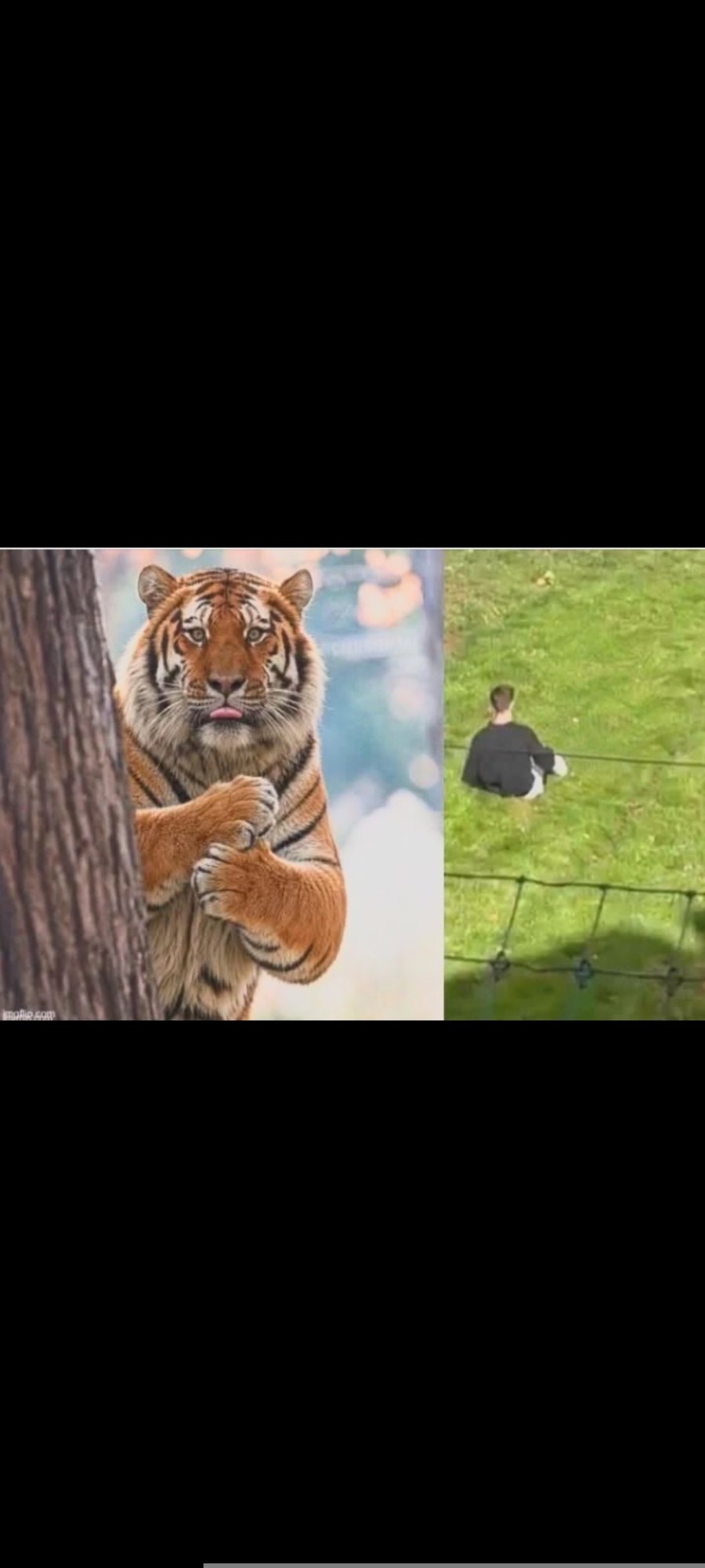 Foto von Tiger Altai